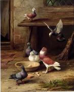 unknow artist Pigeons 194 oil painting on canvas
